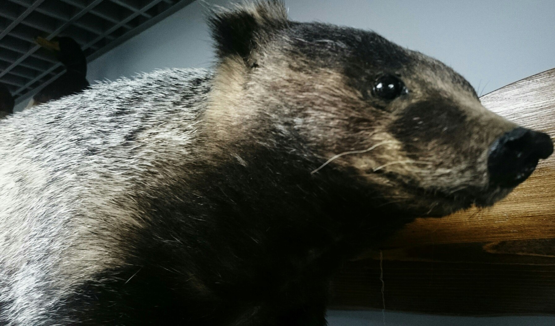 Чучело "Барсук"